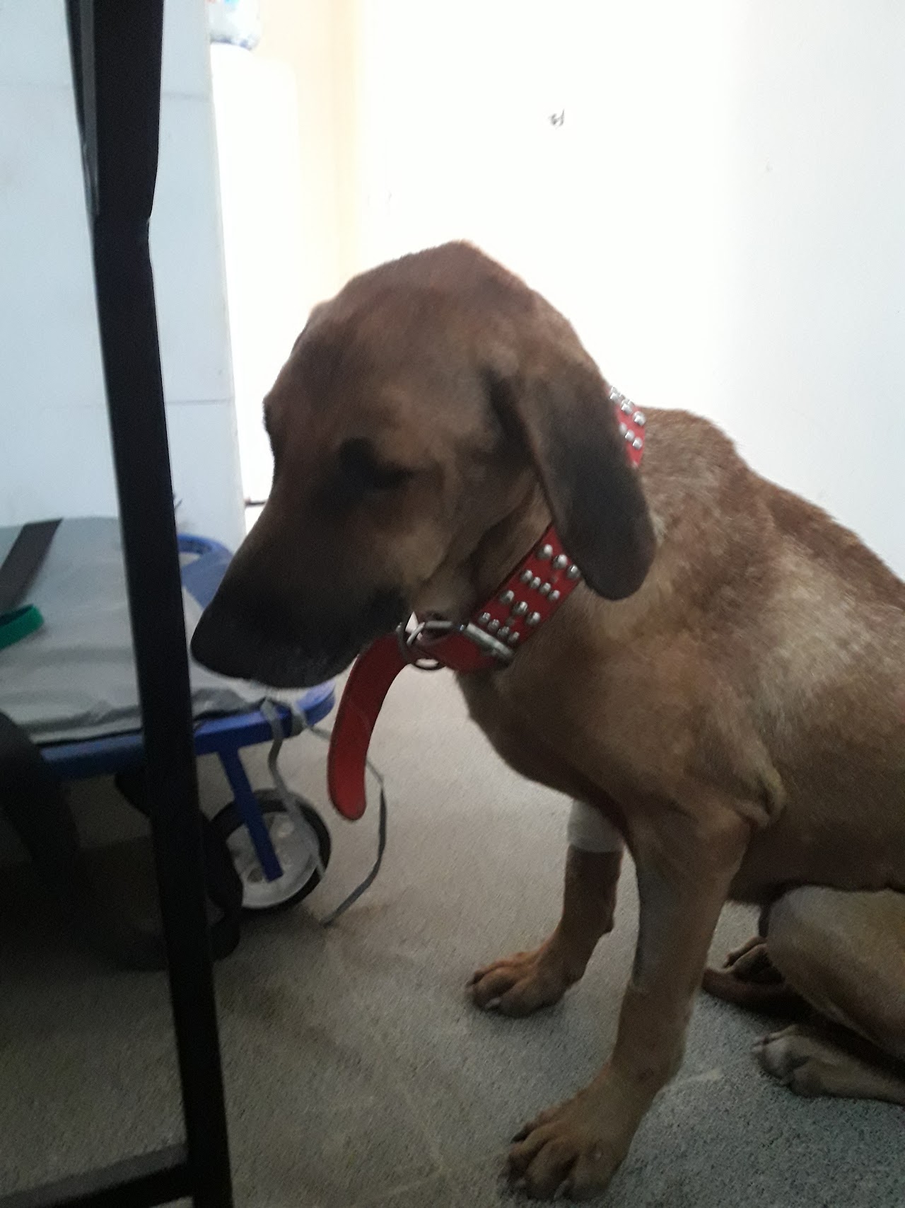 Paciente canino atendido en la Clínica Veterinaria AYLLU