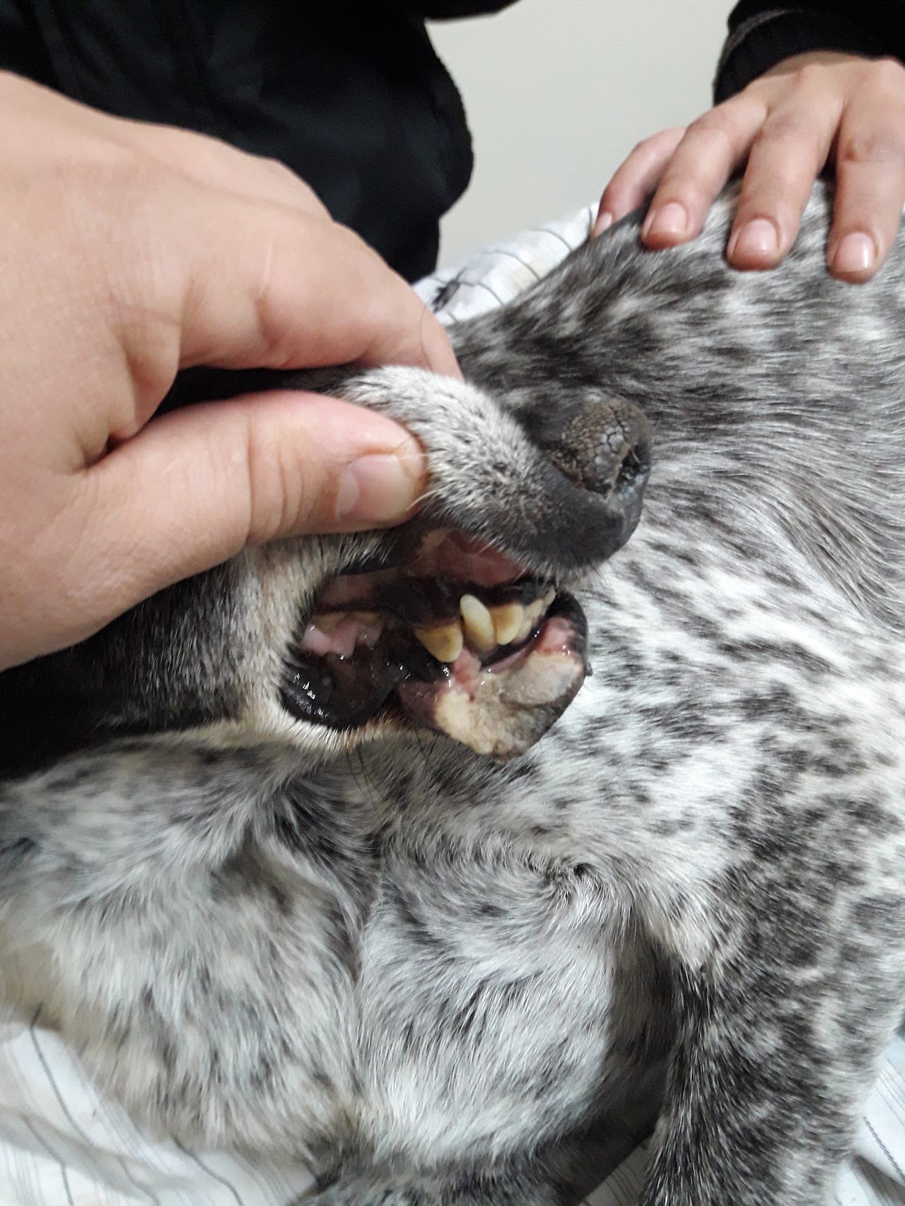 Revisación clínica a una mascota en la Clínica Veterinaria AYLLU